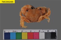 藏品(粗糙酋婦蟹)的圖片